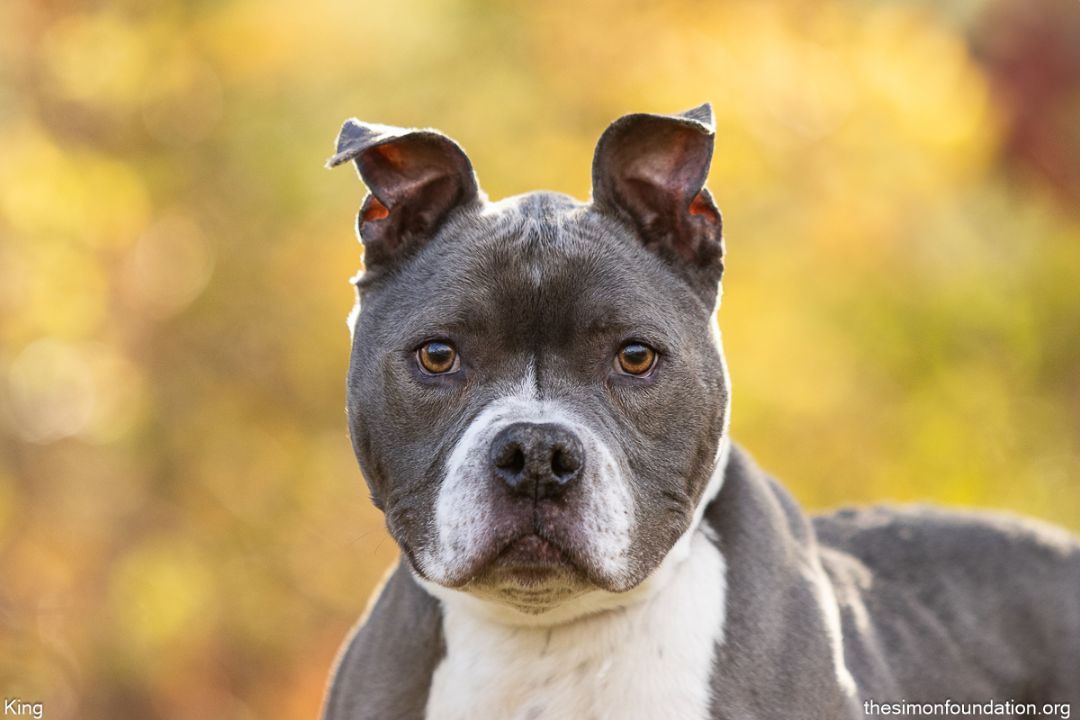 King, an adoptable Pit Bull Terrier in Bloomfield, CT, 06002 | Photo Image 4