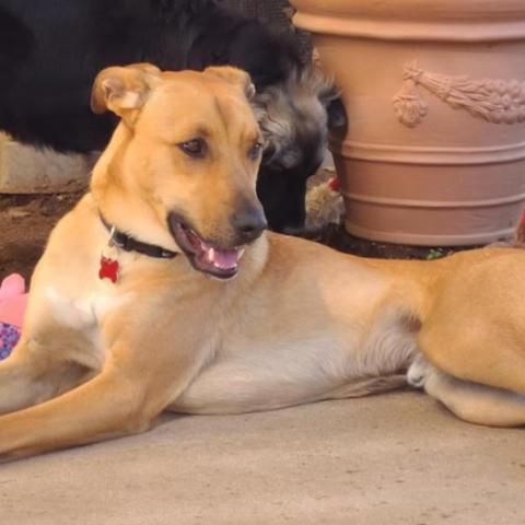 Theo, an adoptable Labrador Retriever Mix in San Diego, CA_image-1