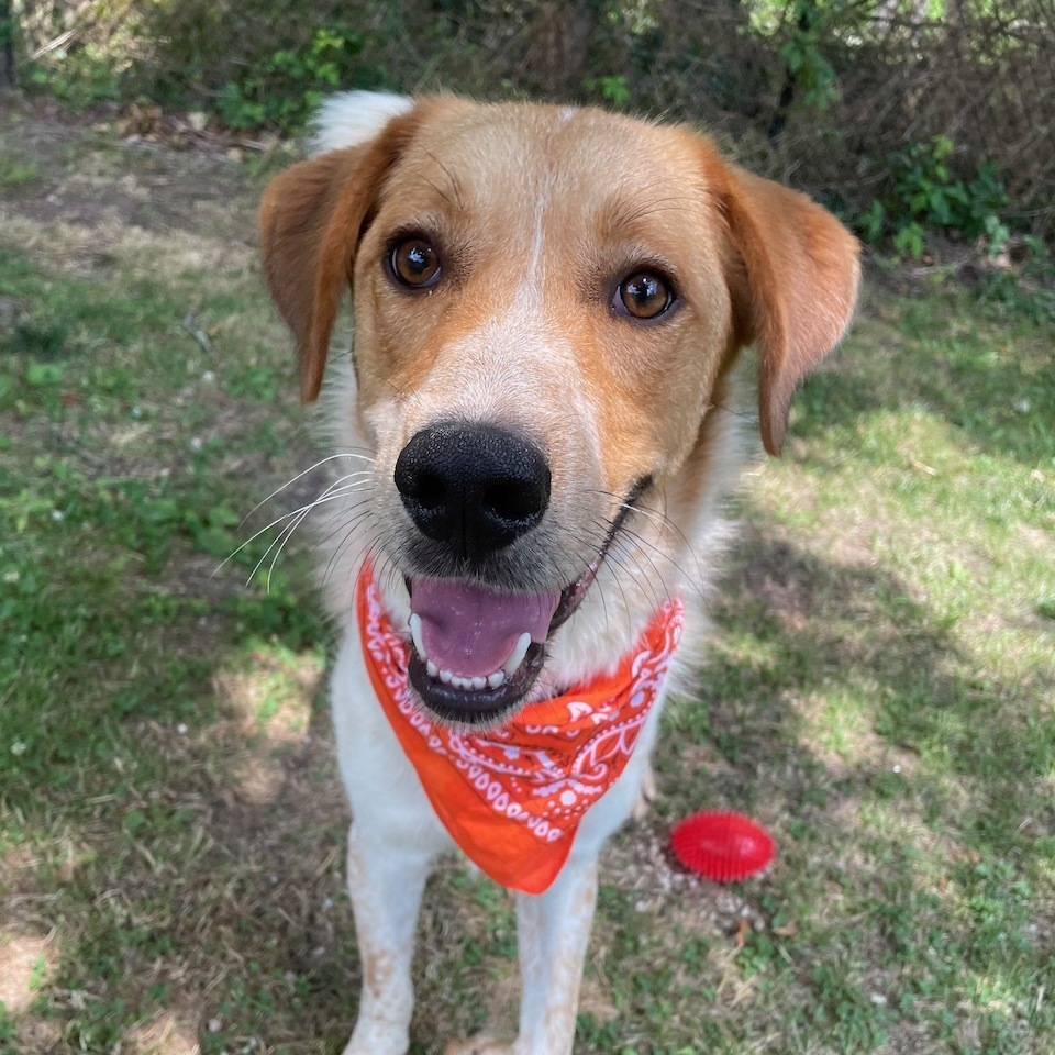 Dog for adoption - Warren, a Beagle & Redbone Coonhound Mix in Sparta ...