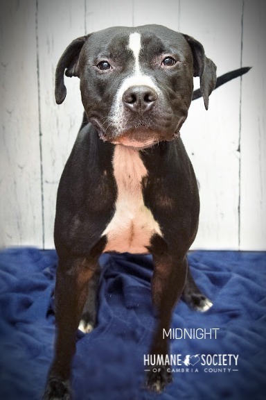 Midnight, an adoptable Pit Bull Terrier in Johnstown, PA_image-1