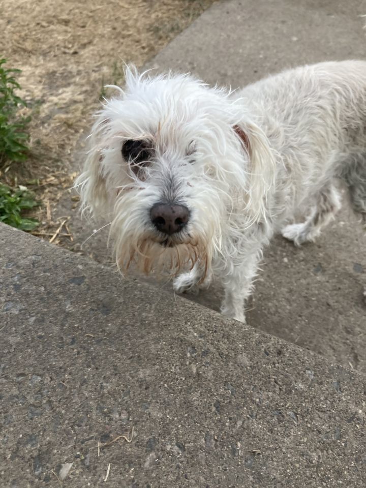 tracy animal shelter mn