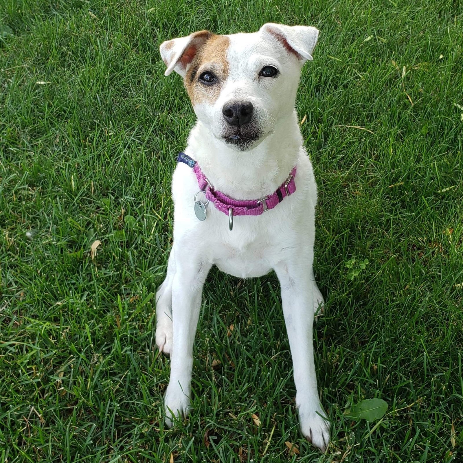 Nyx, an adoptable Jack Russell Terrier in Fargo, ND, 58103 | Photo Image 1