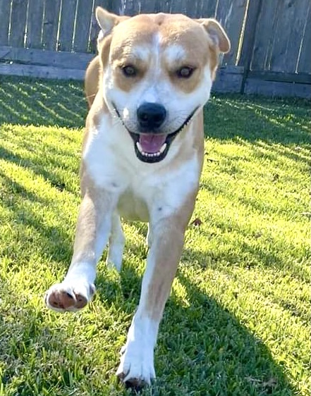 Rigley, an adoptable Shepherd Mix in Cypress, TX_image-5