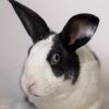 Moo Moo photo 2