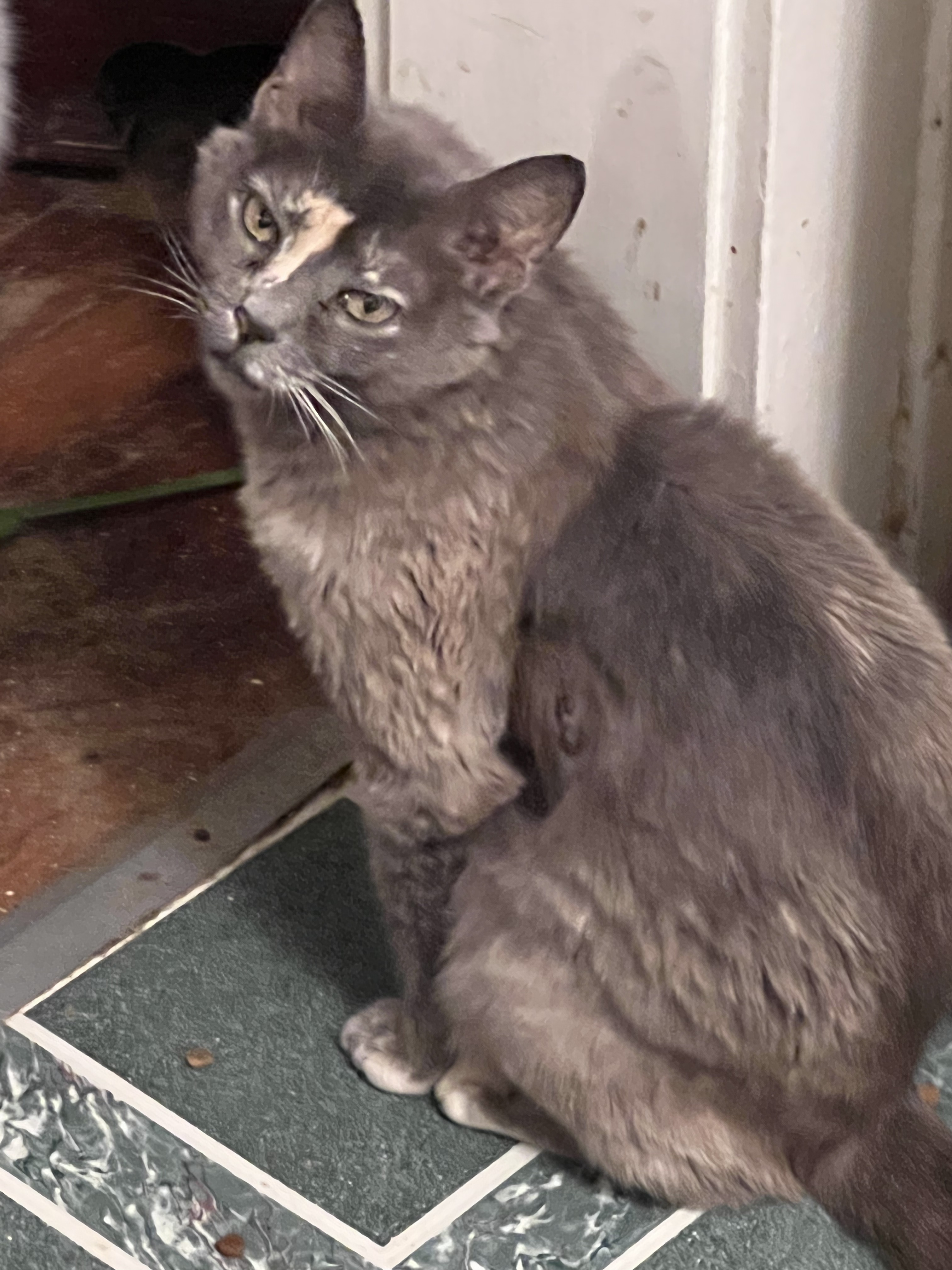 Pixie, an adoptable American Shorthair in Elizabethton, TN, 37643 | Photo Image 1