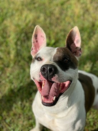 Alphie, an adoptable American Staffordshire Terrier, American Bulldog in Manning, SC, 29102 | Photo Image 1