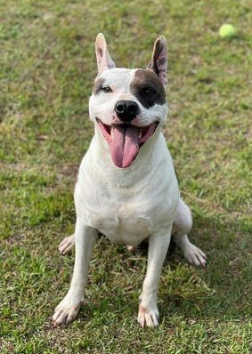 Alphie, an adoptable American Staffordshire Terrier, American Bulldog in Manning, SC, 29102 | Photo Image 3