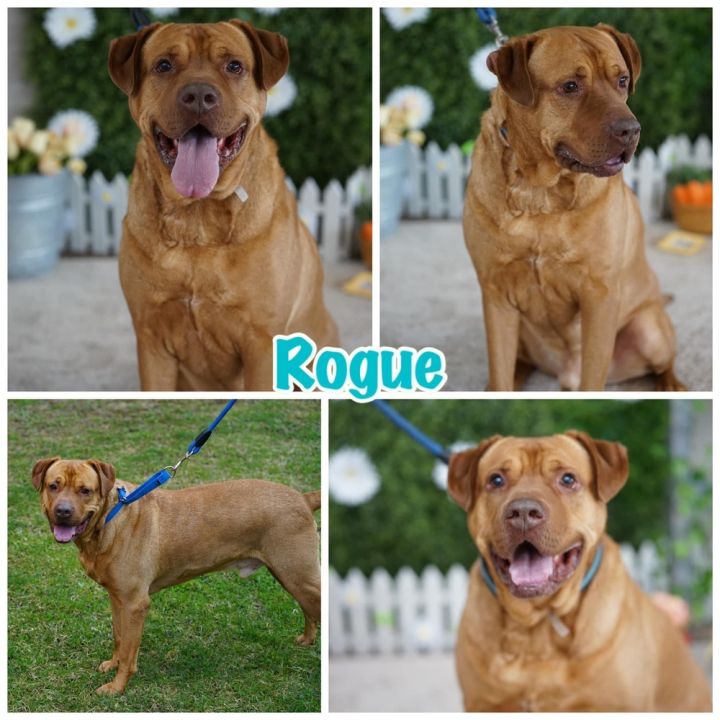 Rogue, an adoptable Mixed Breed in Amherst, NY_image-1