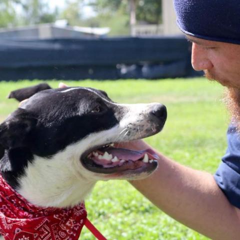 Bobby JuM, an adoptable Spaniel, Pointer in Von Ormy, TX, 78073 | Photo Image 2