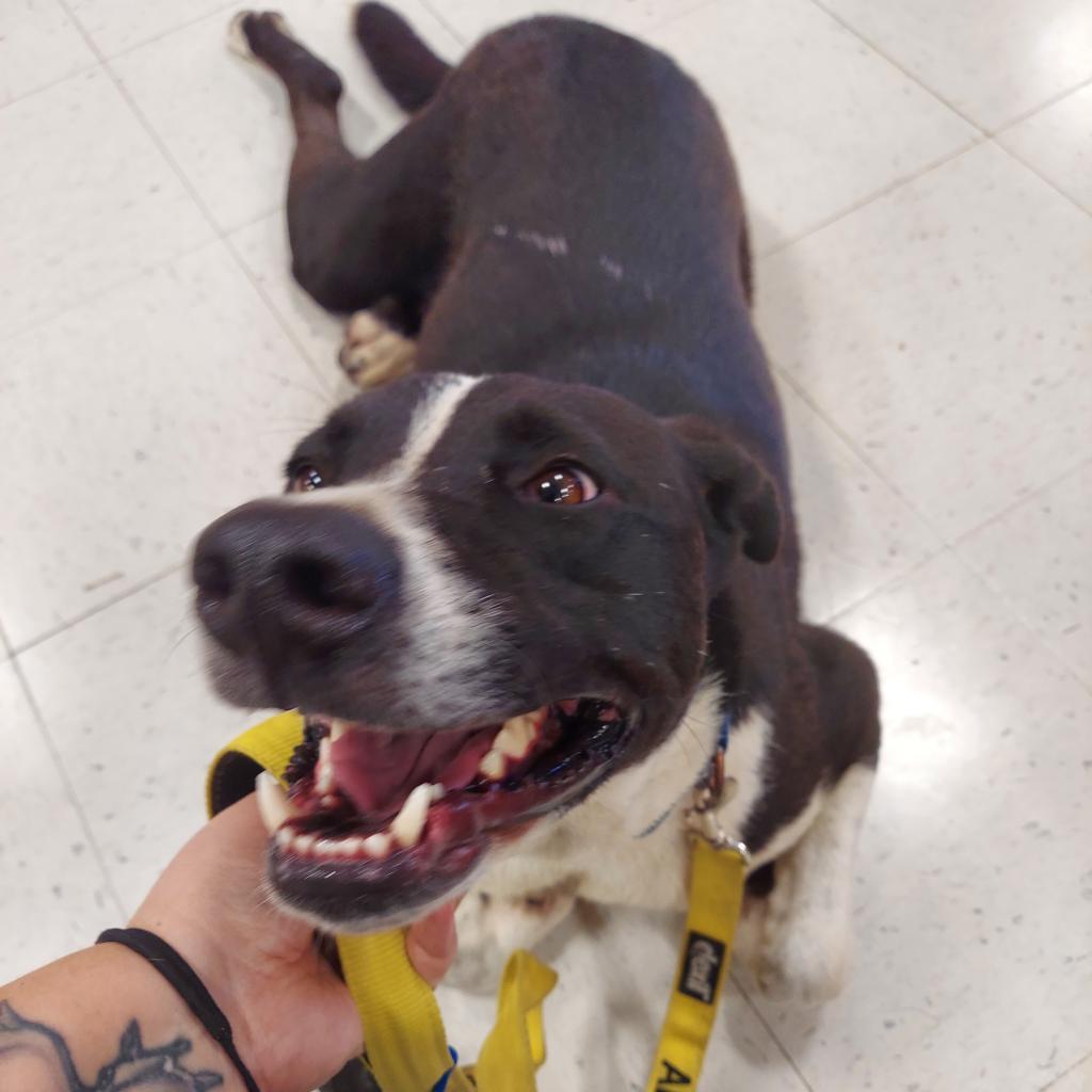 Bobby JuM, an adoptable Spaniel, Pointer in Von Ormy, TX, 78073 | Photo Image 2