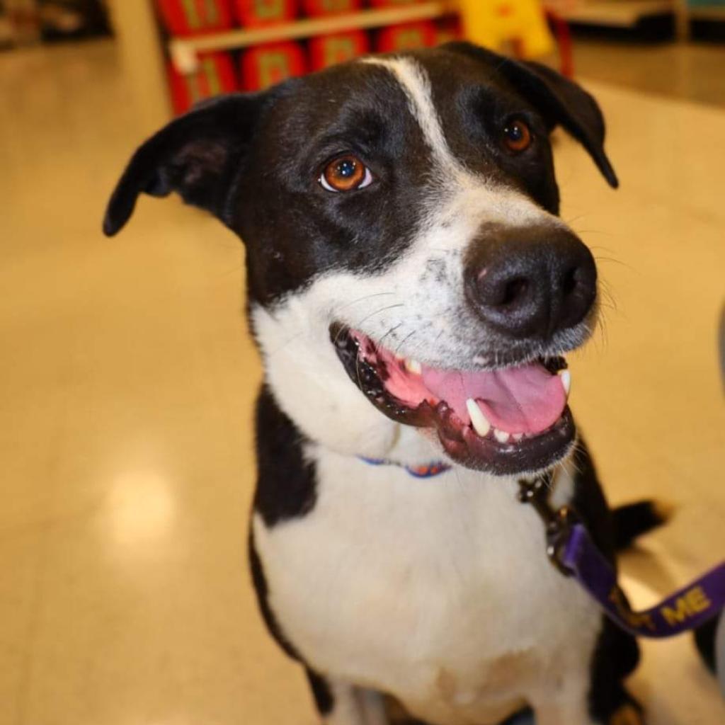 Bobby JuM, an adoptable Spaniel, Pointer in Von Ormy, TX, 78073 | Photo Image 2