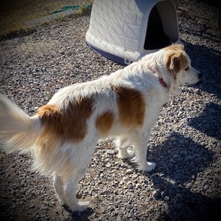 Bronco, an adopted Great Pyrenees & Collie Mix in Ridgway, CO_image-2