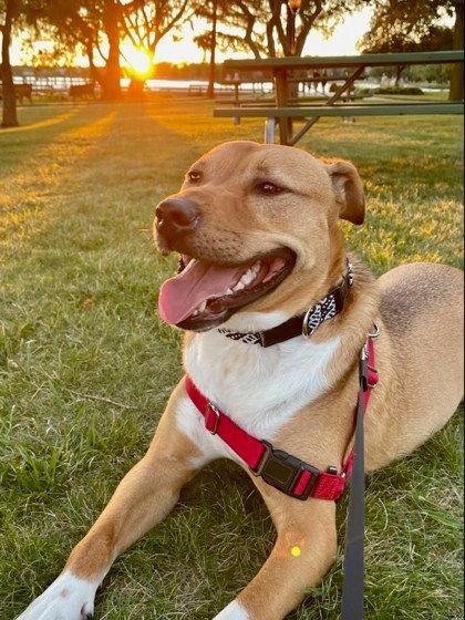 Miles, an adoptable Labrador Retriever in Traverse City, MI, 49696 | Photo Image 4