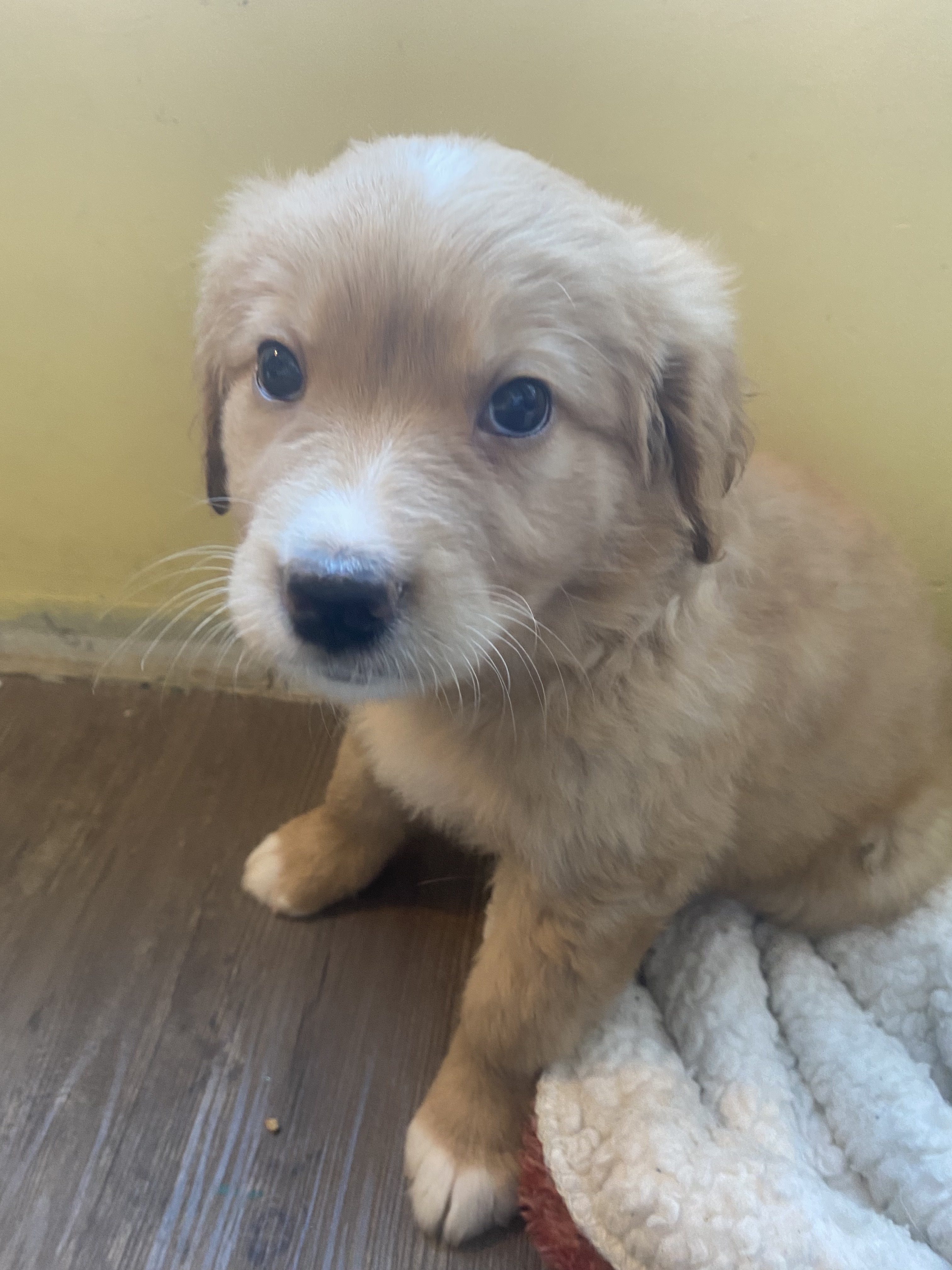 Rugen-pending, an adoptable Mixed Breed in Saskatoon, SK, s7h 3a1 | Photo Image 1