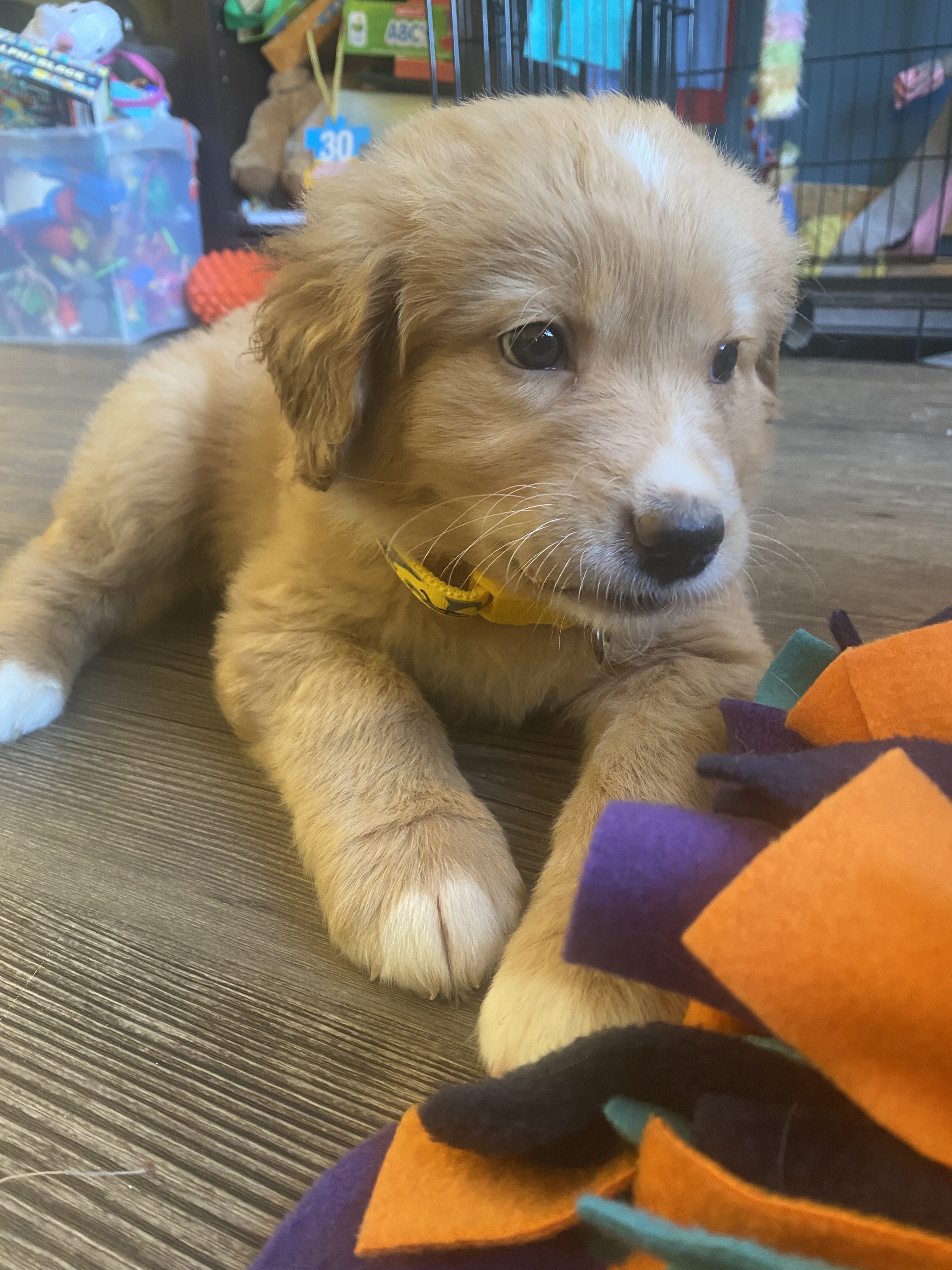 Rugen-pending, an adoptable Mixed Breed in Saskatoon, SK, s7h 3a1 | Photo Image 2