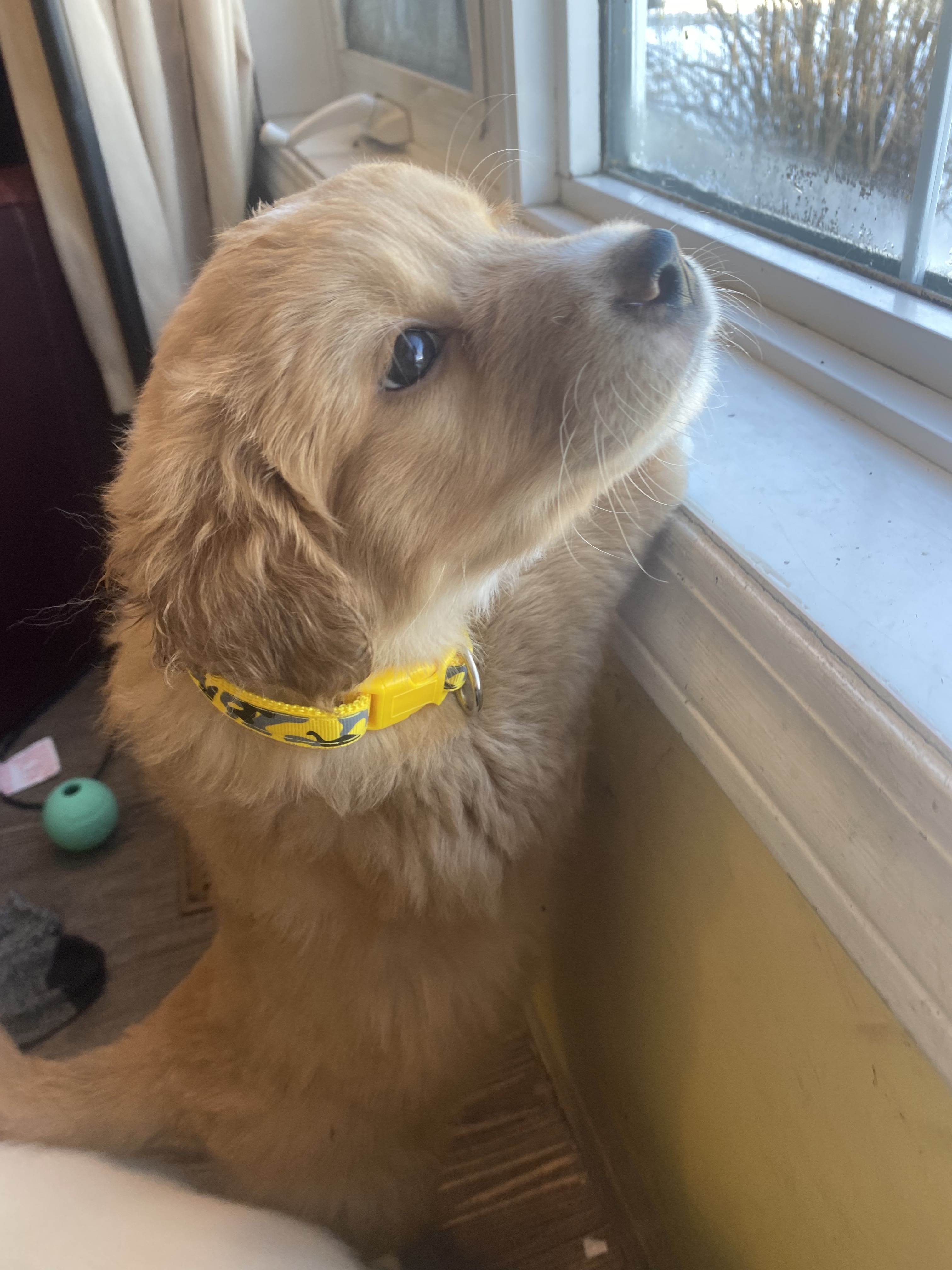 Rugen-pending, an adoptable Mixed Breed in Saskatoon, SK, s7h 3a1 | Photo Image 3