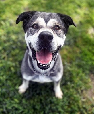 American staffordshire husky store mix