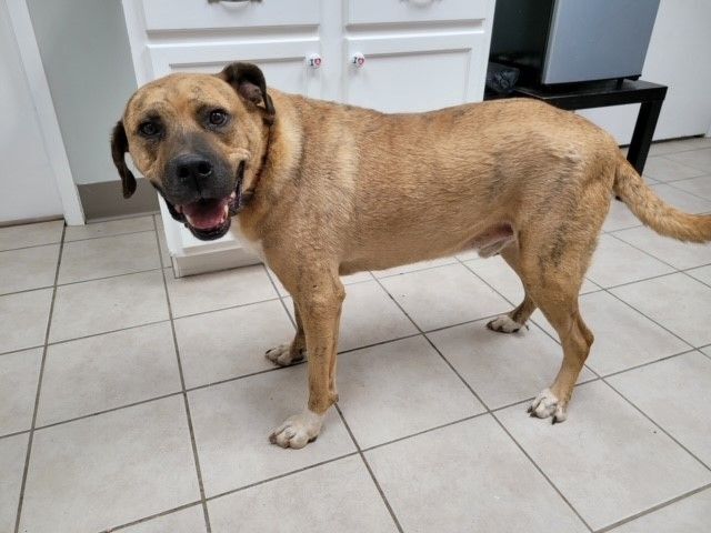 Simon, an adoptable Mastiff in Tyler, TX, 75713 | Photo Image 2
