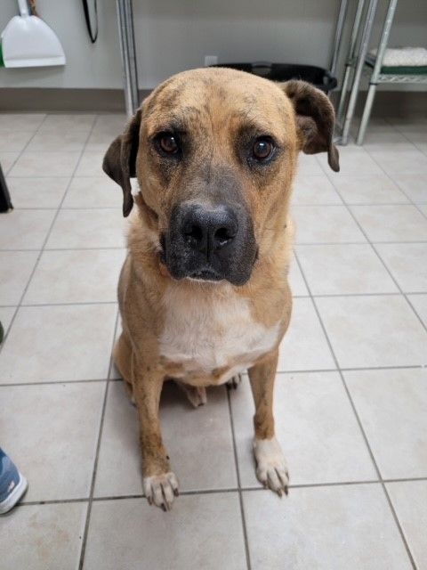 Simon, an adoptable Mastiff in Tyler, TX, 75713 | Photo Image 3