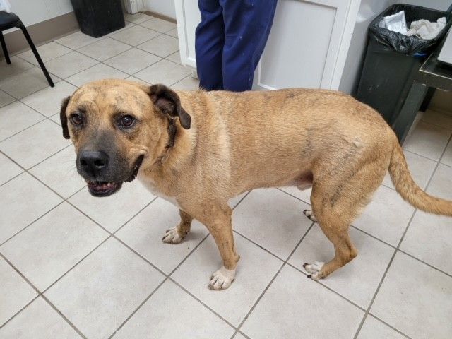 Simon, an adoptable Mastiff in Tyler, TX, 75713 | Photo Image 4