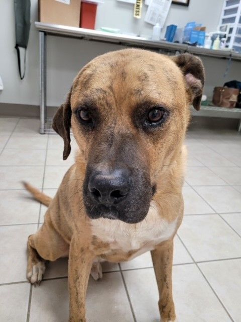 Simon, an adoptable Mastiff in Tyler, TX, 75713 | Photo Image 1