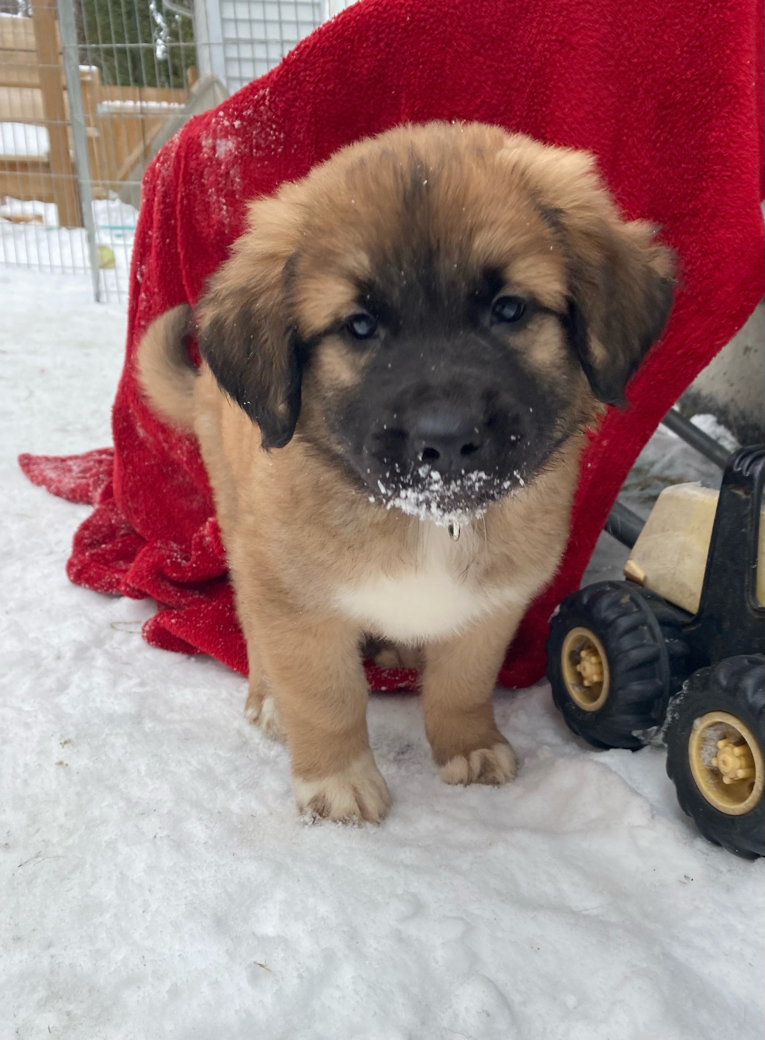Fezzik-pending, an adoptable Mixed Breed in Saskatoon, SK, s7h 3a1 | Photo Image 1