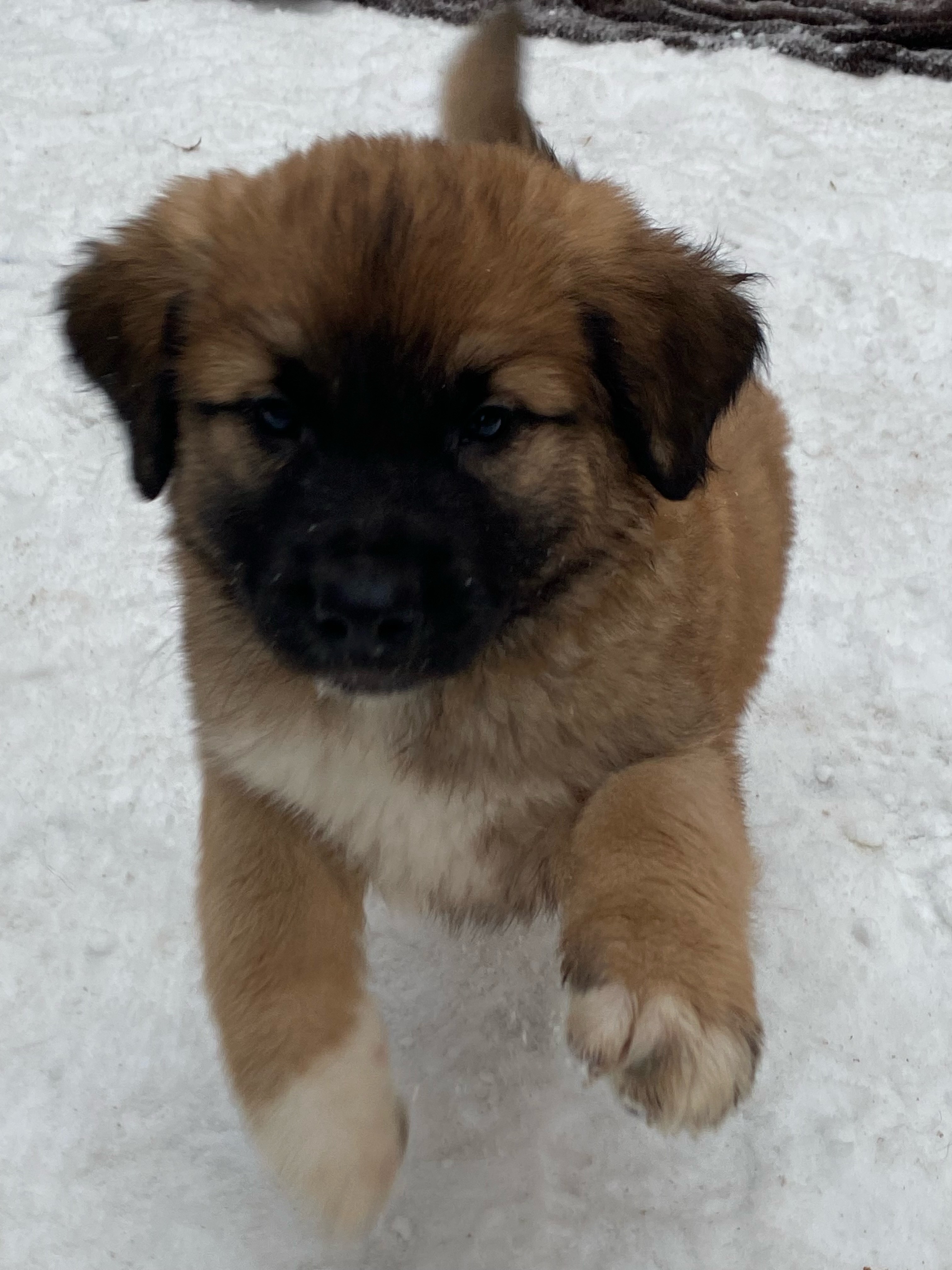 Fezzik-pending, an adoptable Mixed Breed in Saskatoon, SK, s7h 3a1 | Photo Image 2