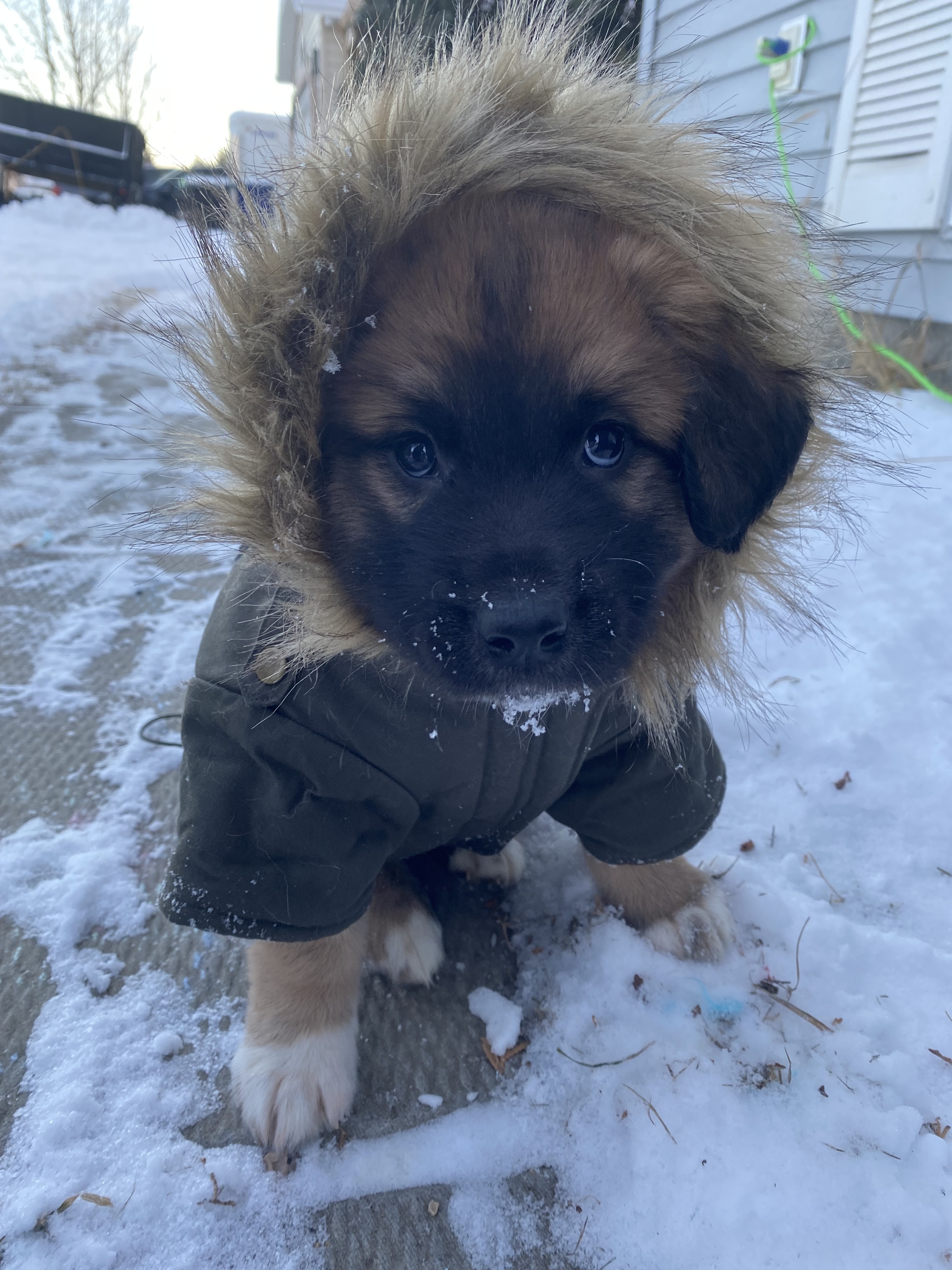 Fezzik-pending, an adoptable Mixed Breed in Saskatoon, SK, s7h 3a1 | Photo Image 3