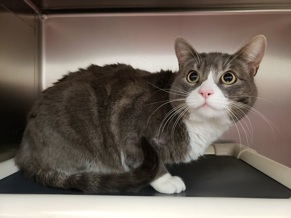 Ramen, an adoptable Domestic Short Hair in Kenai, AK, 99611 | Photo Image 1