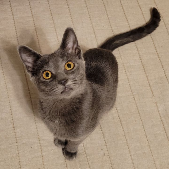 Gretel, an adoptable Domestic Short Hair in Springfield, MO_image-4