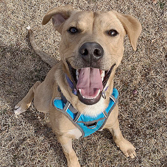 Vinny, an adoptable Labrador Retriever & Shepherd Mix in Oklahoma City, OK_image-1