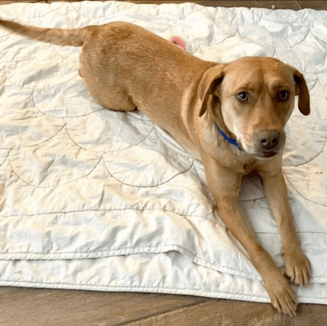 Streamer, an adoptable Retriever, Labrador Retriever in Evergreen, CO, 80437 | Photo Image 1