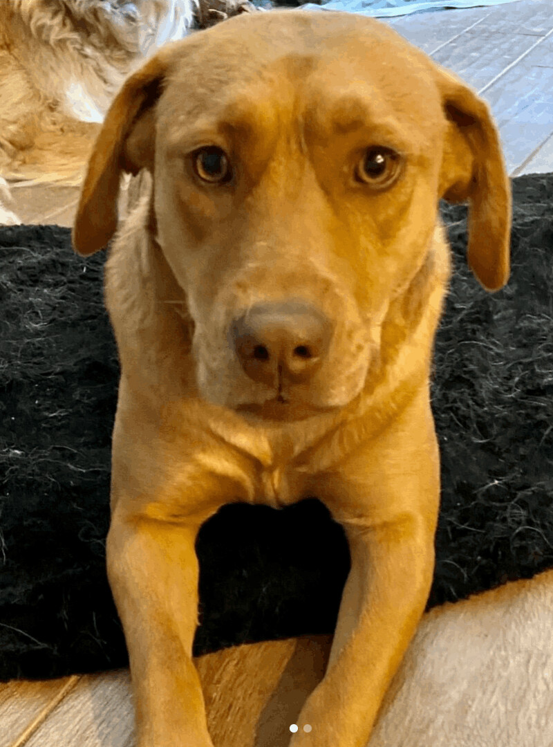Streamer, an adoptable Retriever, Labrador Retriever in Evergreen, CO, 80437 | Photo Image 3