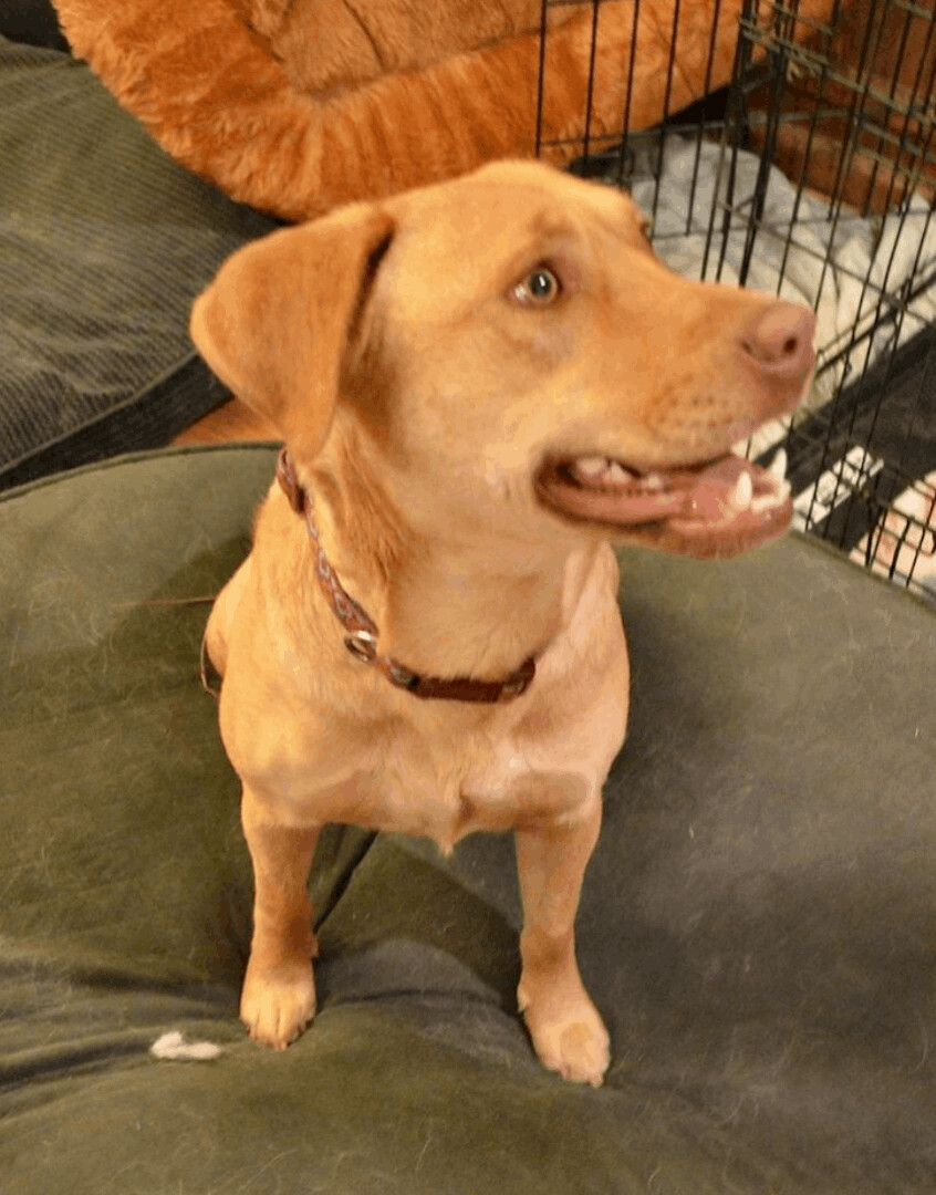 Streamer, an adoptable Retriever, Labrador Retriever in Evergreen, CO, 80437 | Photo Image 4
