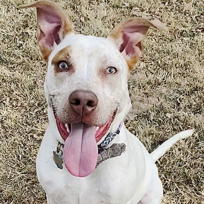 Bruno, an adoptable Pointer & Cattle Dog Mix in Oklahoma City, OK_image-1