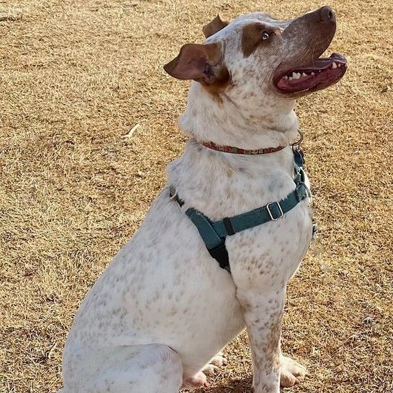 Bruno, an adoptable Pointer & Cattle Dog Mix in Oklahoma City, OK_image-5