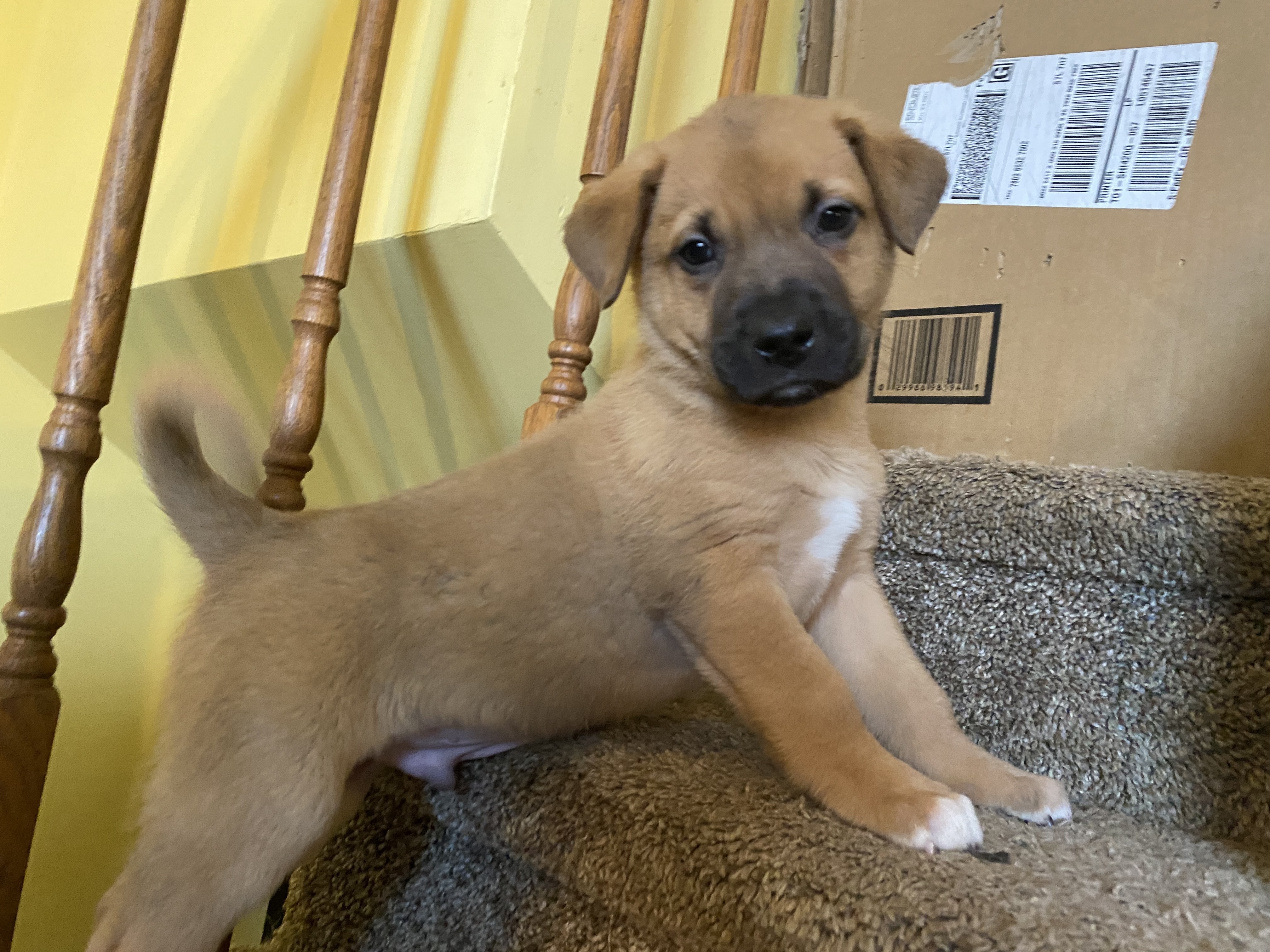 Inigo, an adoptable Mixed Breed in Saskatoon, SK, s7h 3a1 | Photo Image 2