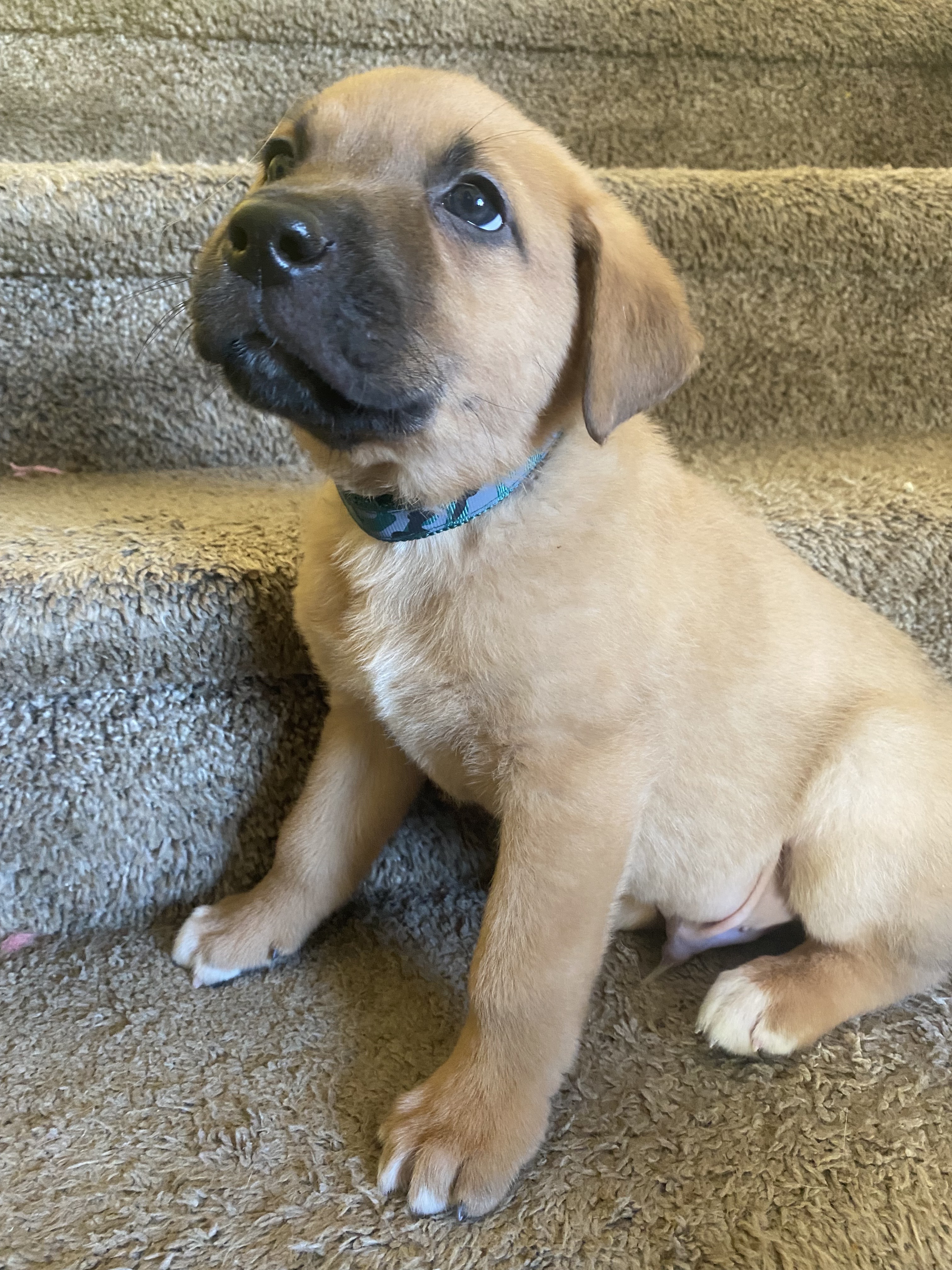 Inigo, an adoptable Mixed Breed in Saskatoon, SK, s7h 3a1 | Photo Image 3