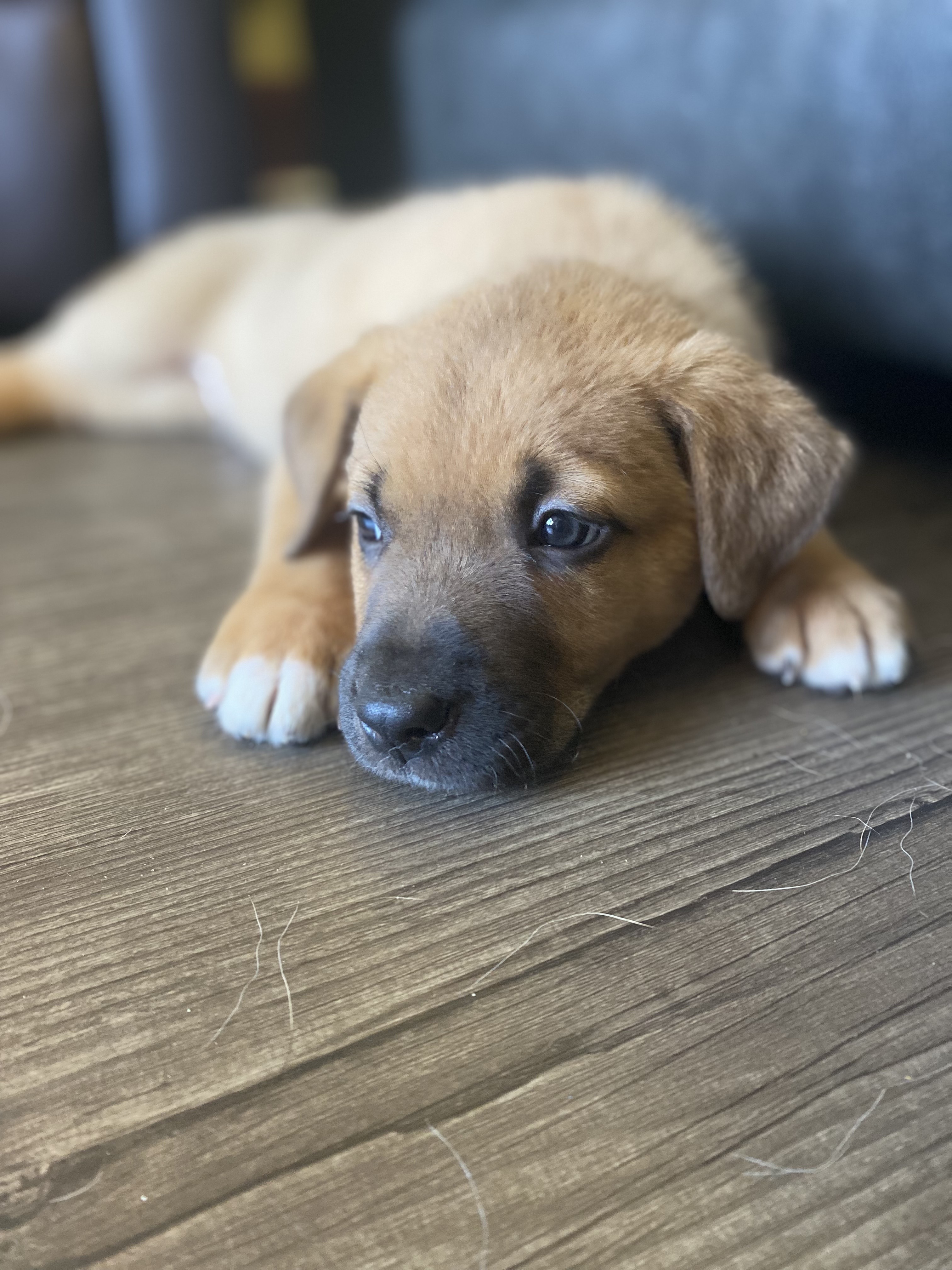 Inigo, an adoptable Mixed Breed in Saskatoon, SK, s7h 3a1 | Photo Image 4