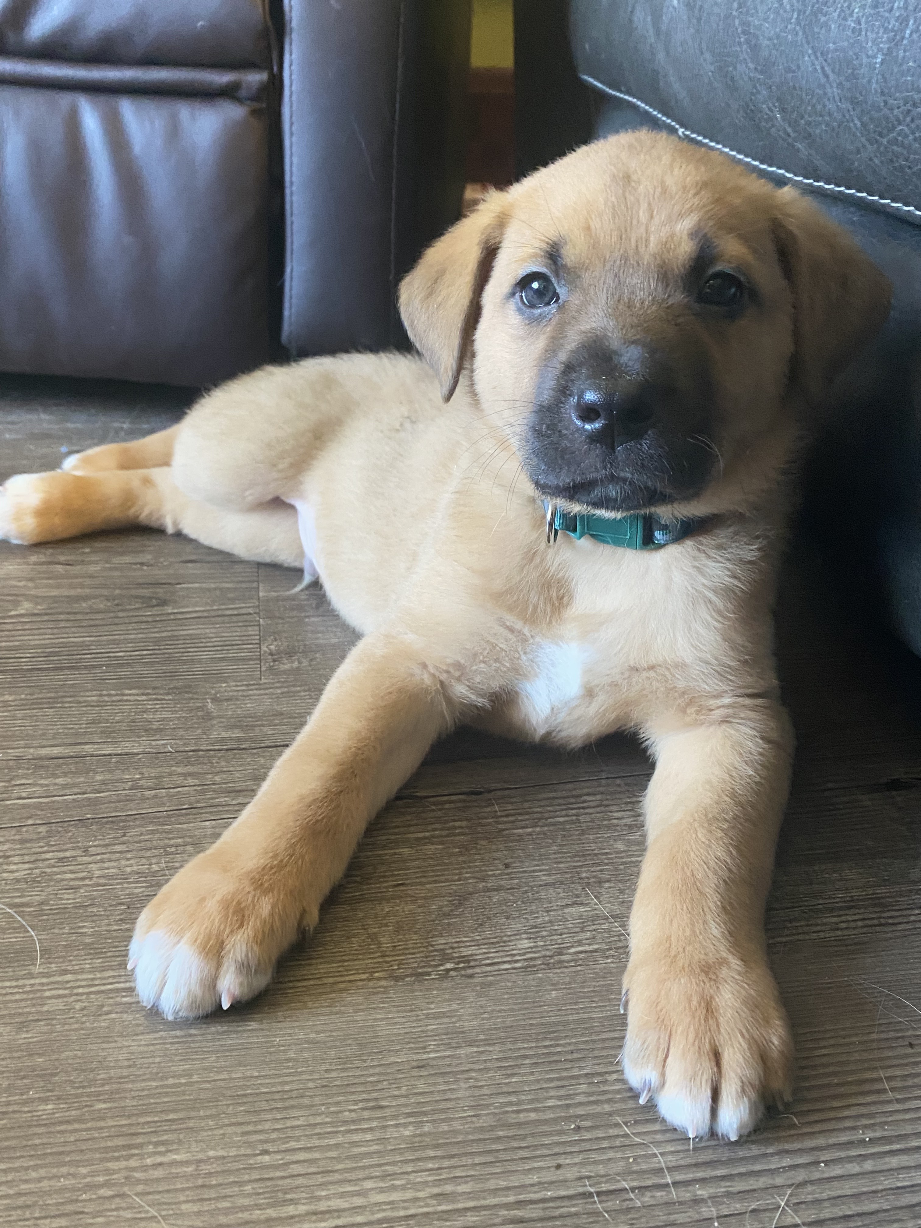 Inigo, an adoptable Mixed Breed in Saskatoon, SK, s7h 3a1 | Photo Image 5