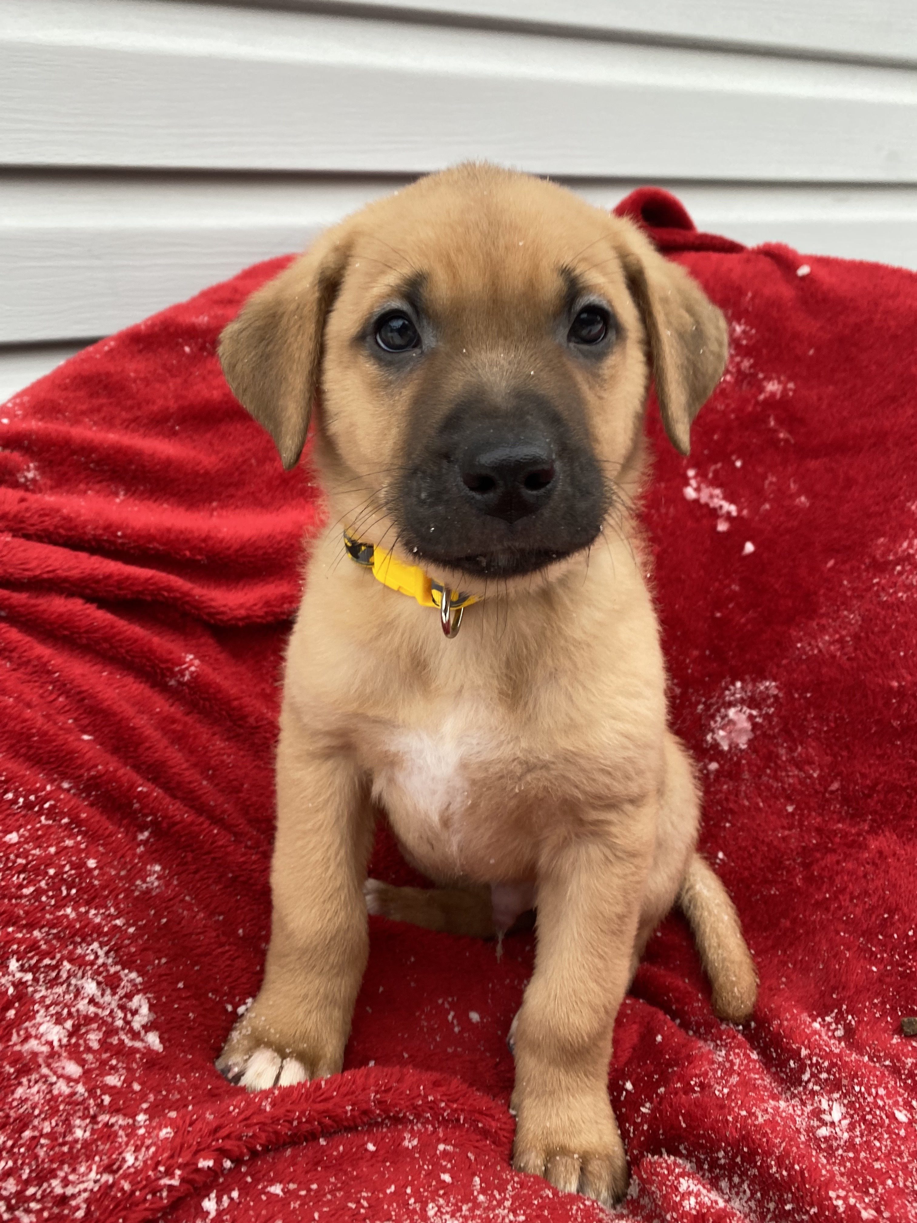 Inigo, an adoptable Mixed Breed in Saskatoon, SK, s7h 3a1 | Photo Image 1