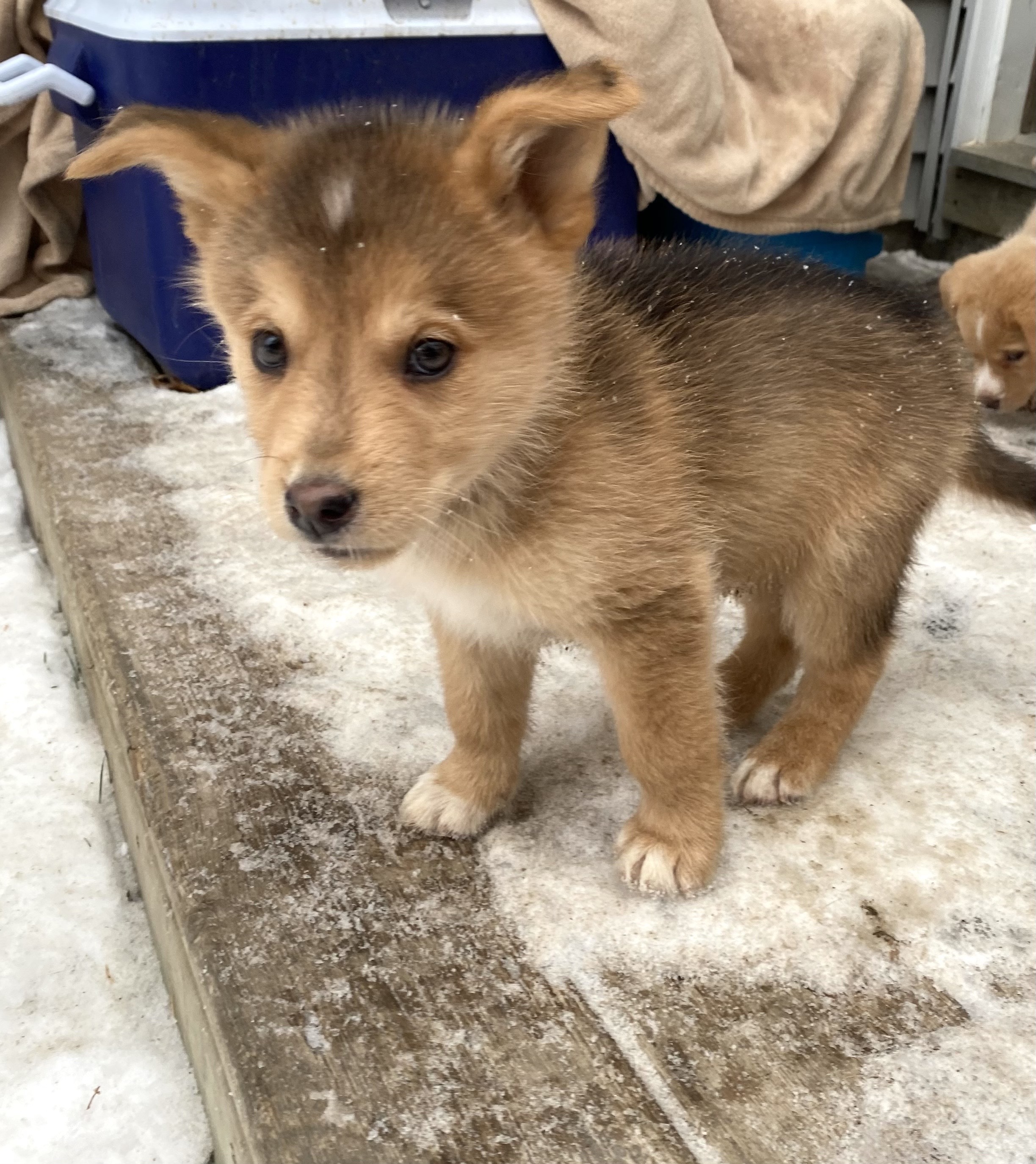 Vizzini, an adoptable Mixed Breed in Saskatoon, SK, s7h 3a1 | Photo Image 1