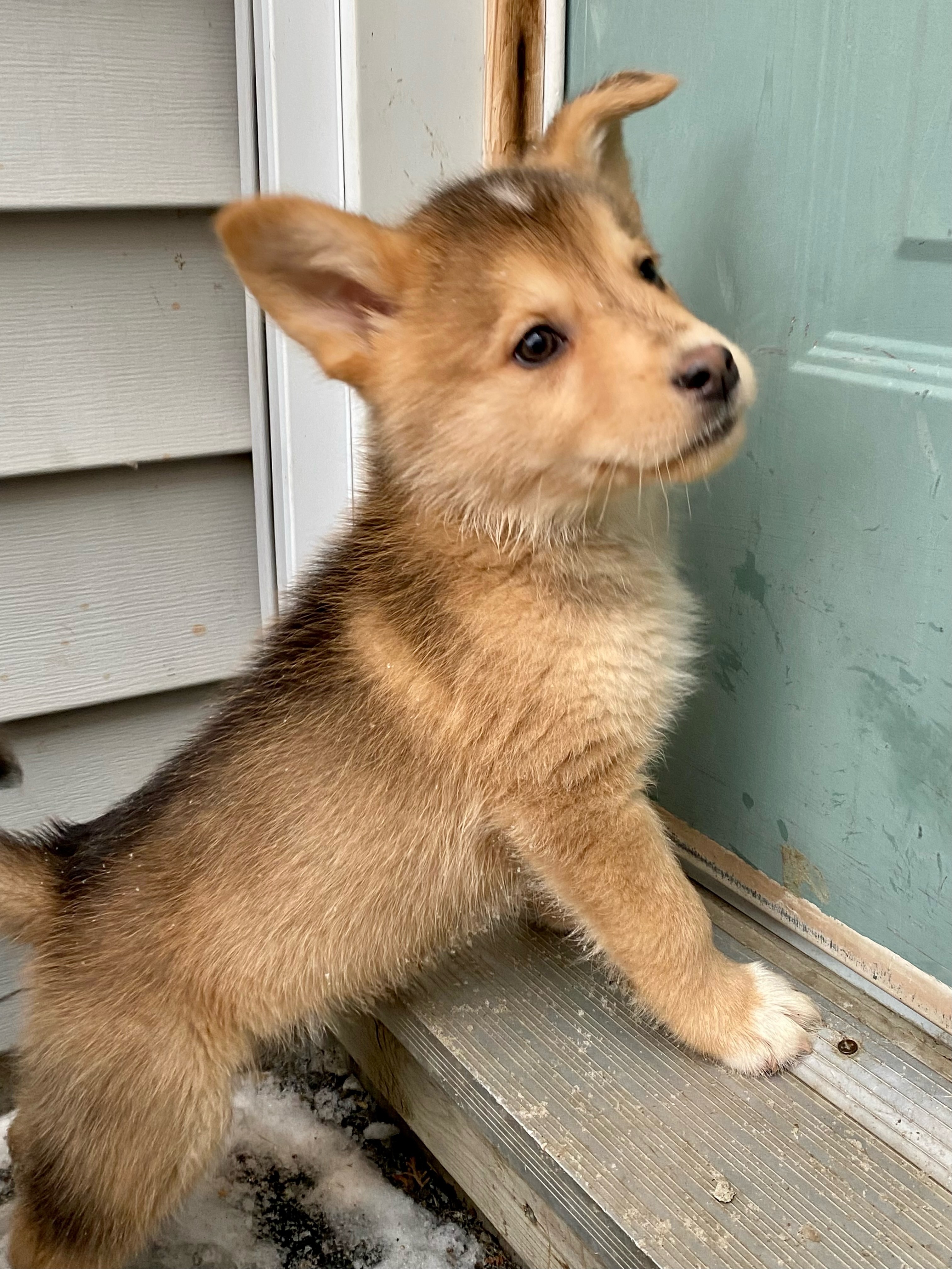 Vizzini, an adoptable Mixed Breed in Saskatoon, SK, s7h 3a1 | Photo Image 2