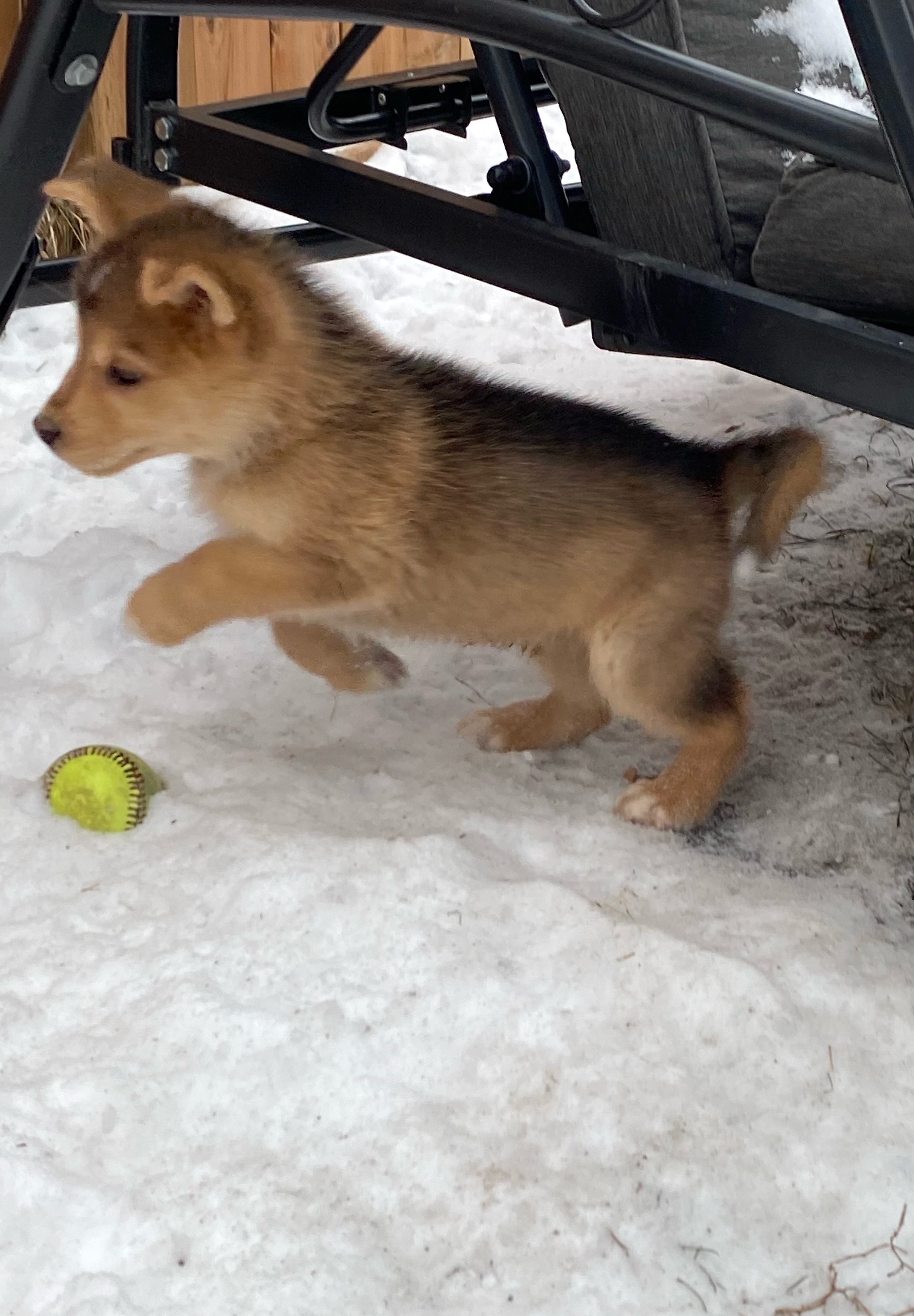 Vizzini, an adoptable Mixed Breed in Saskatoon, SK, s7h 3a1 | Photo Image 3