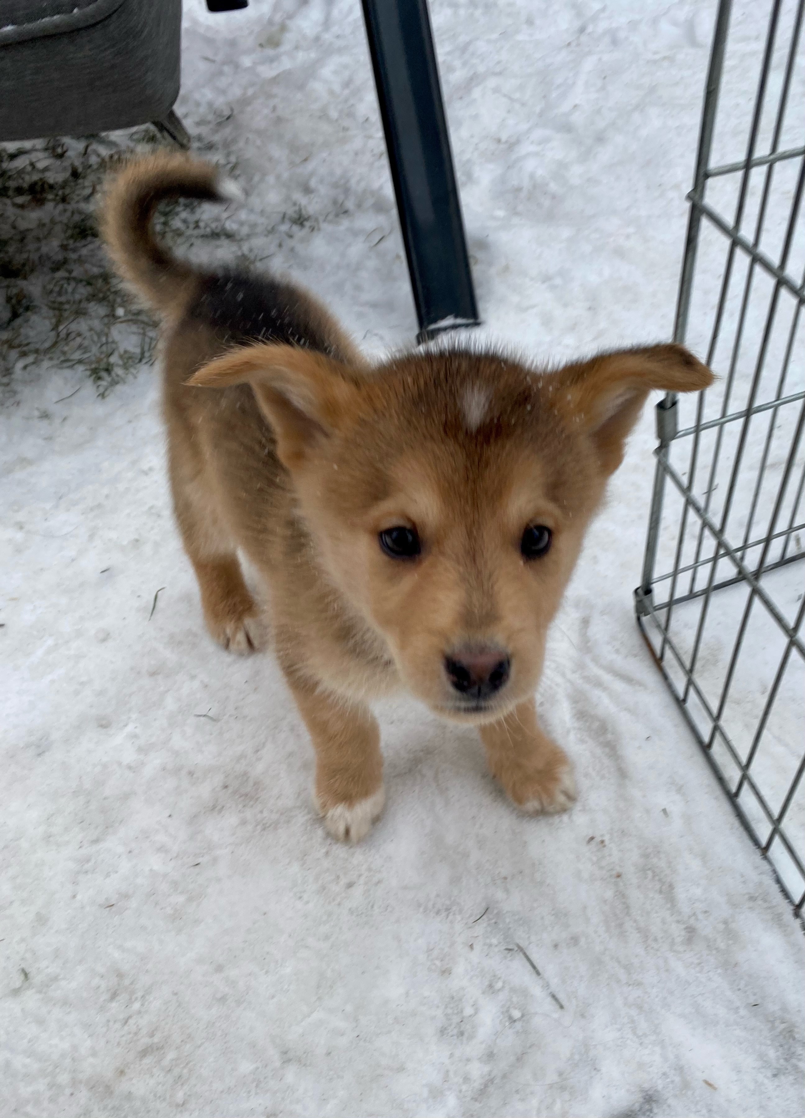 Vizzini, an adoptable Mixed Breed in Saskatoon, SK, s7h 3a1 | Photo Image 4