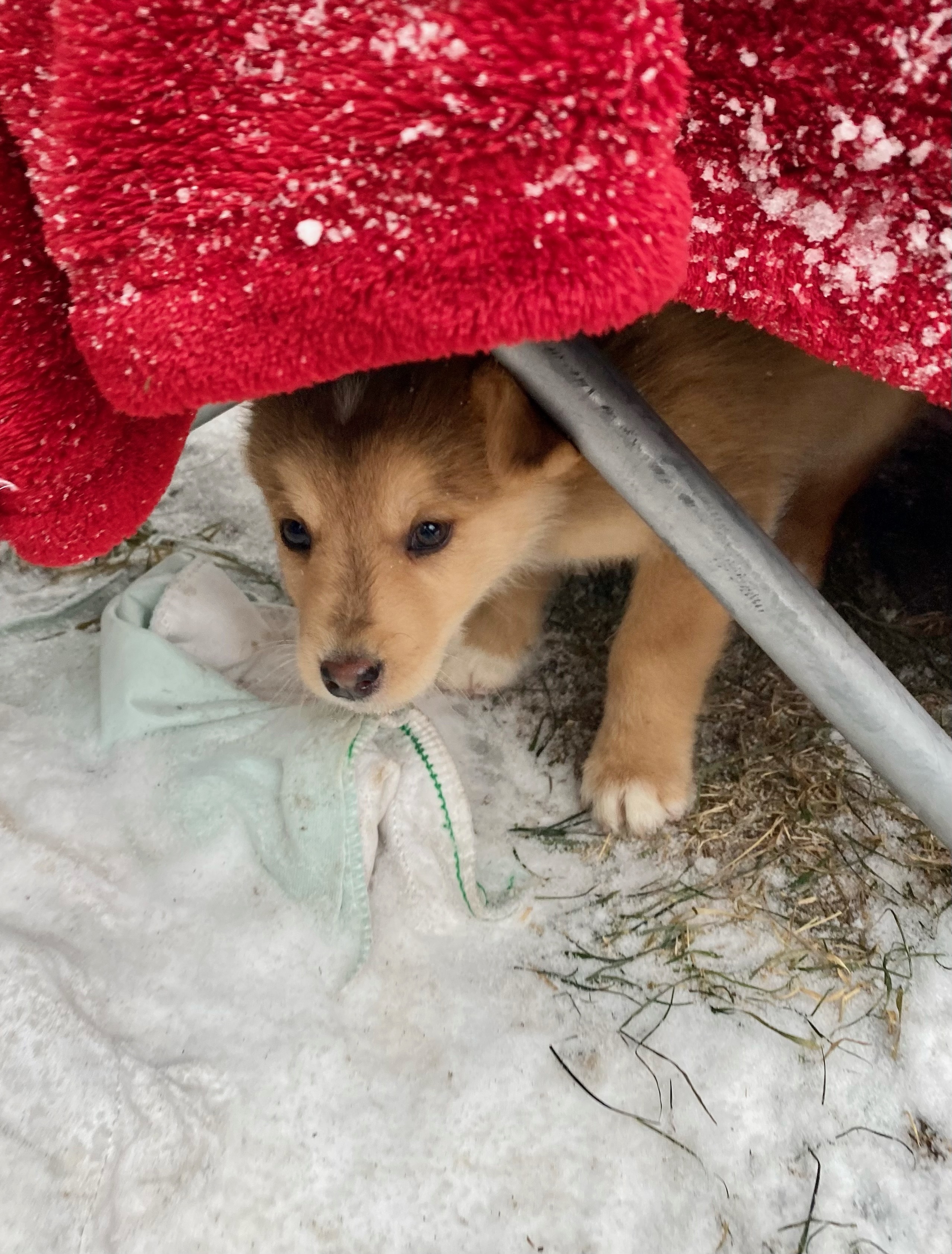 Vizzini, an adoptable Mixed Breed in Saskatoon, SK, s7h 3a1 | Photo Image 5