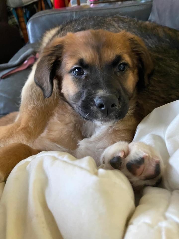 Valerie-pending, an adoptable Mixed Breed in Saskatoon, SK, s7h 3a1 | Photo Image 1