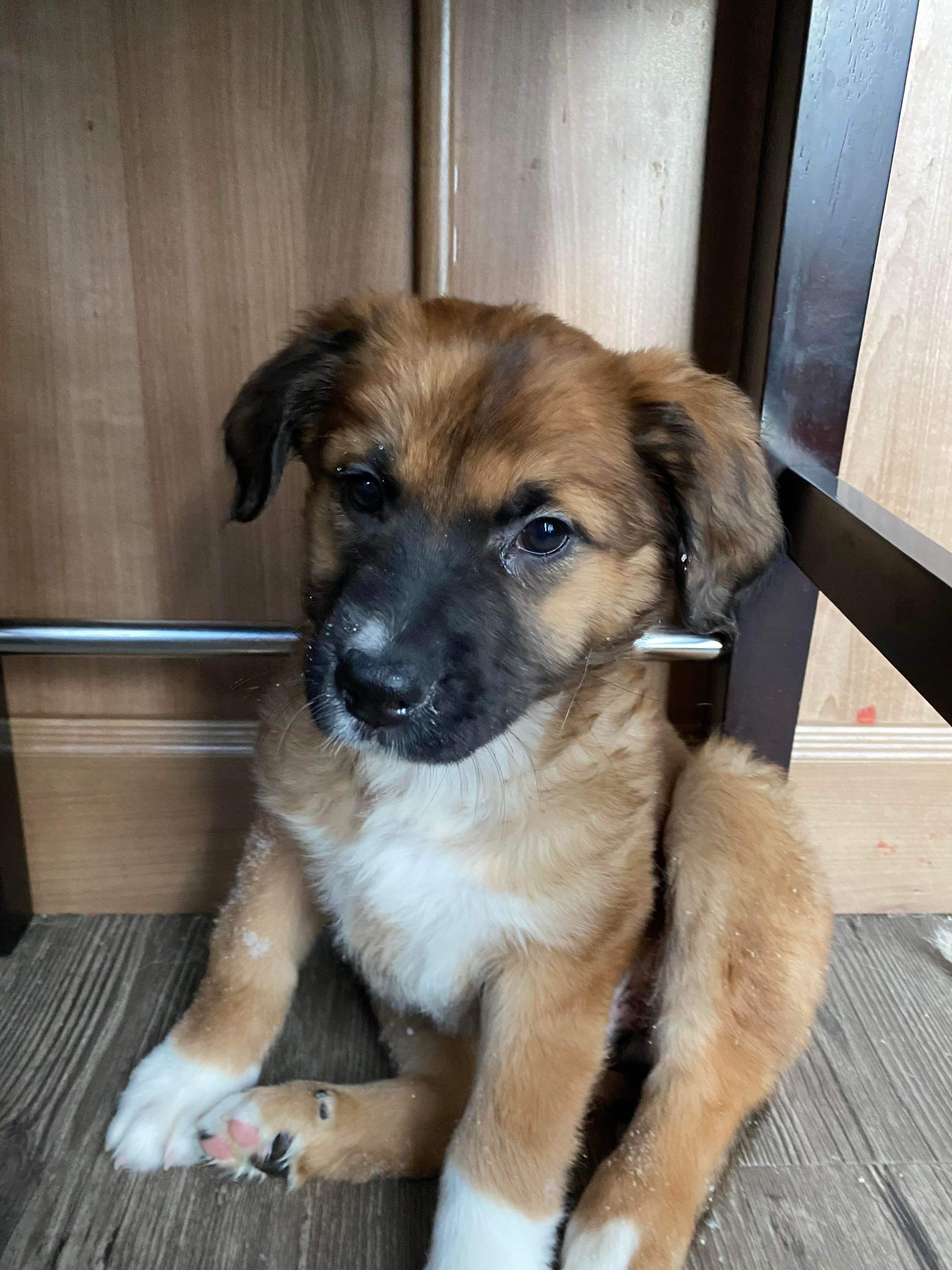 Valerie-pending, an adoptable Mixed Breed in Saskatoon, SK, s7h 3a1 | Photo Image 3