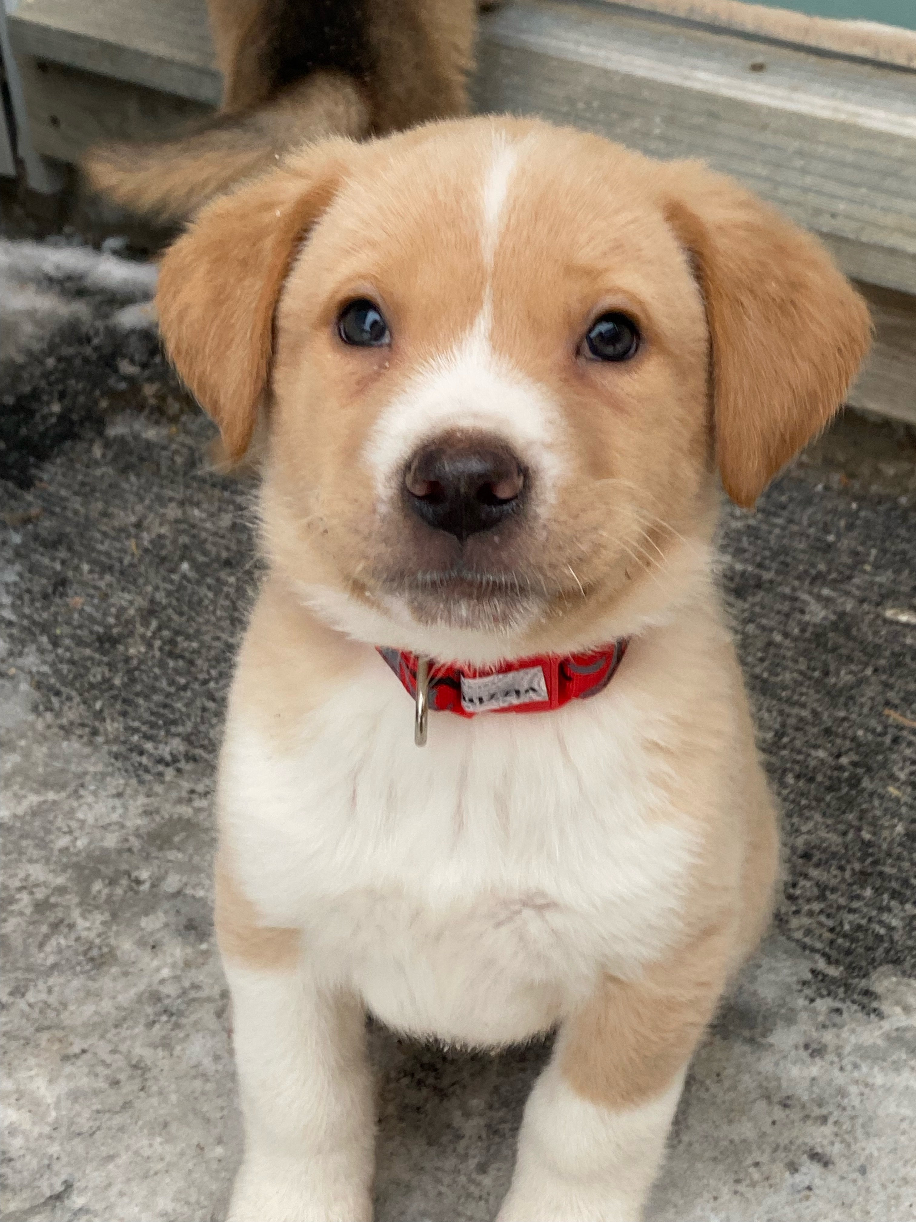Westly, an adoptable Mixed Breed in Saskatoon, SK, s7h 3a1 | Photo Image 1