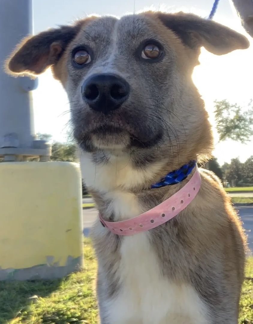 Nova (FKA Wendy), an adoptable Australian Cattle Dog / Blue Heeler, Shepherd in Orlando, FL, 32861 | Photo Image 6